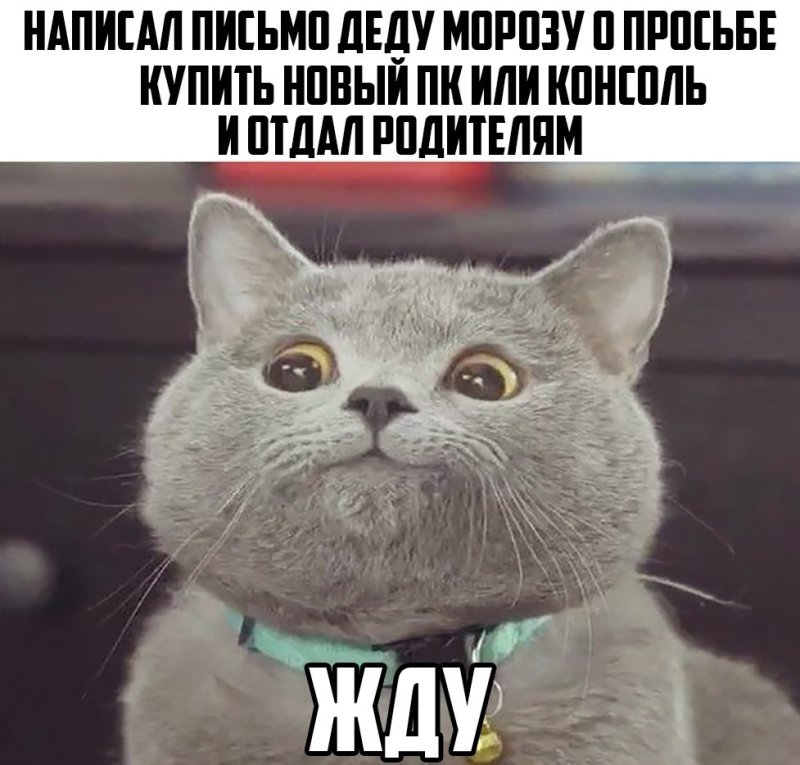 Хитрый котик Мем