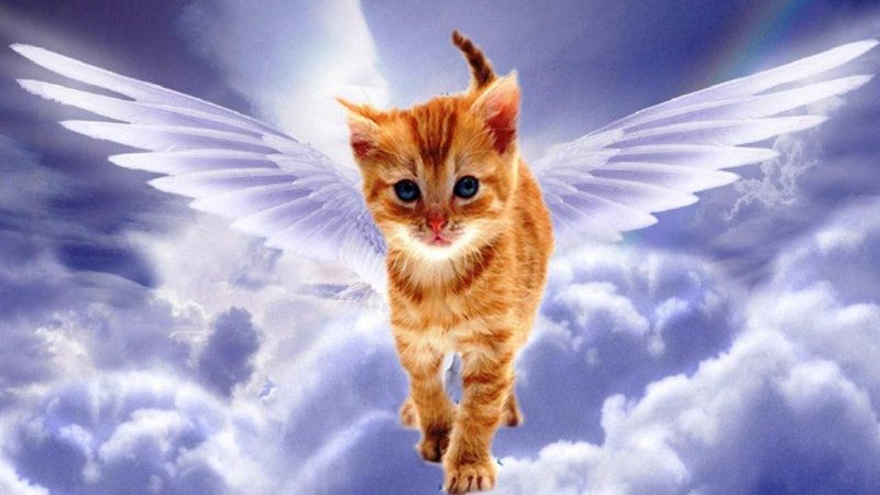 Ангельский котенок