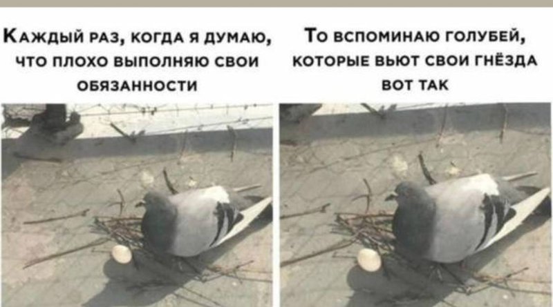 Мемы с голубями