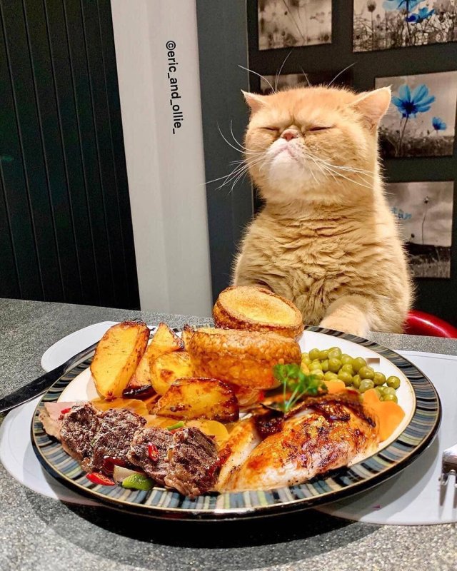 Котик с едой