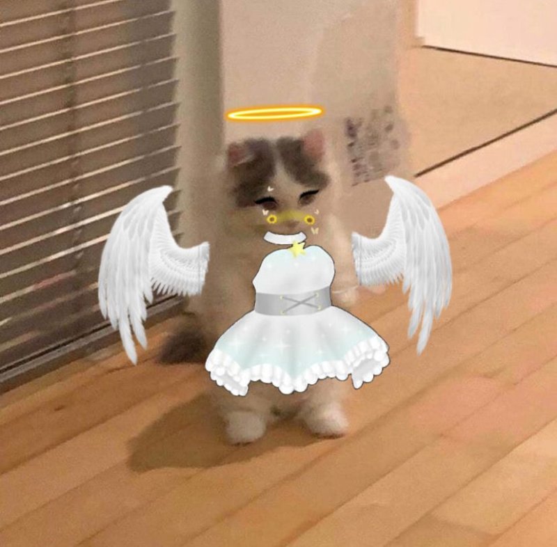 Котёнок Ангелок