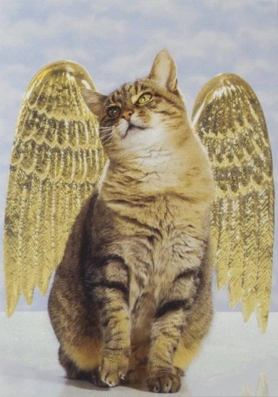 Крылатые кошки