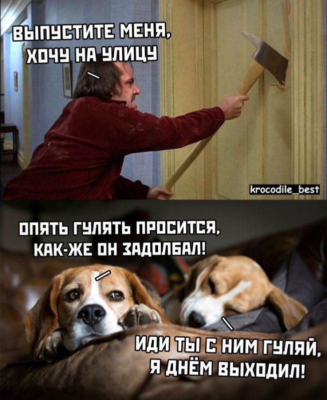 Мемы с собаками