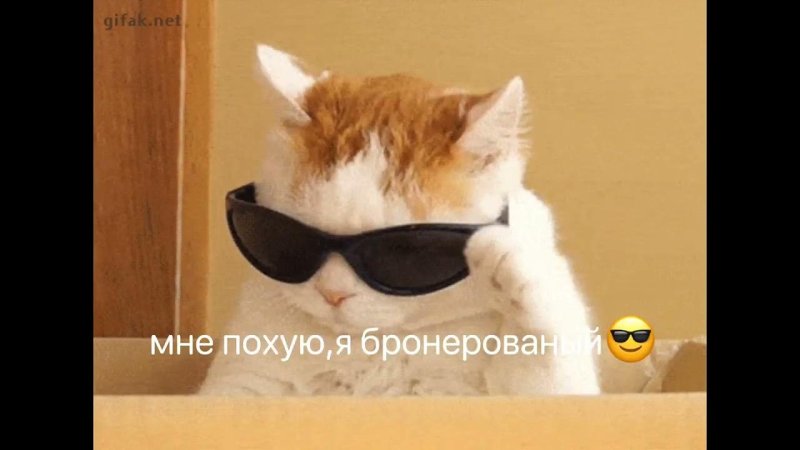 Мемный кот в очках