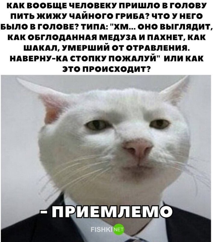 Приемлемо кот