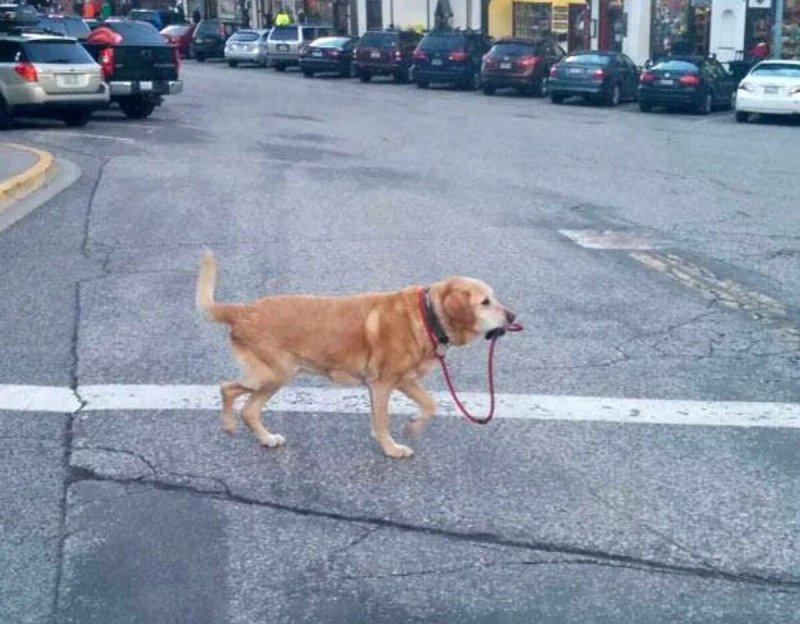 Собака на улице