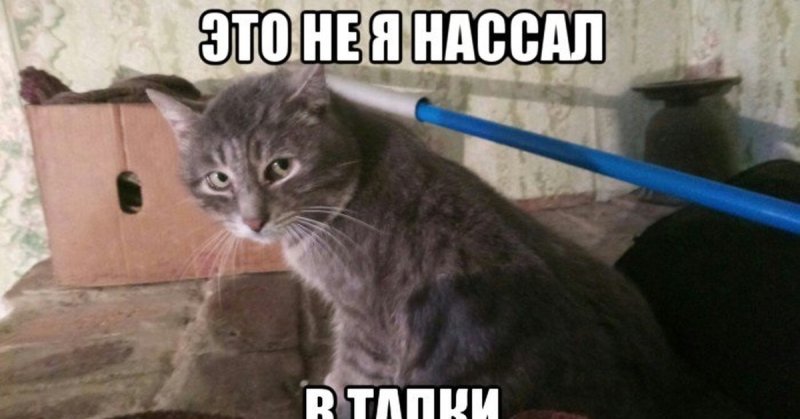 Кот в тапочках