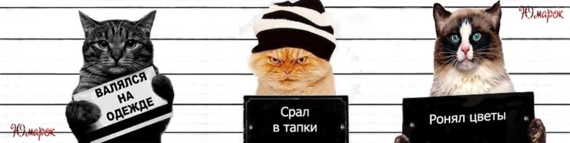 Кот с табличкой срал в тапки