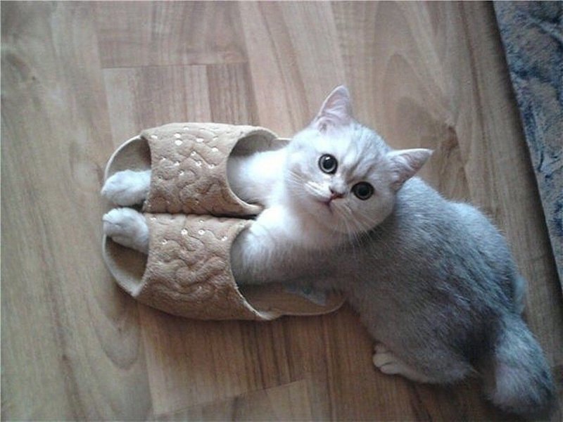 Кто первый встал того и тапки