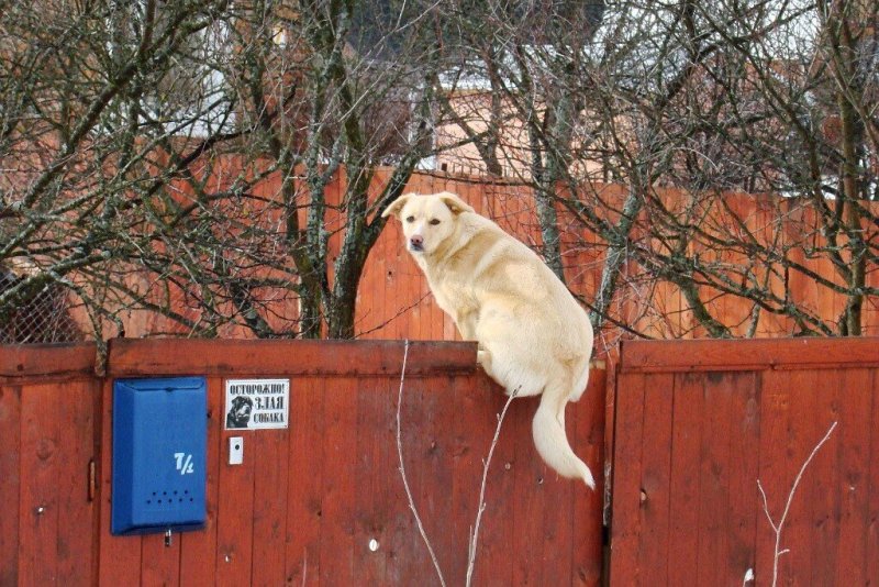 Собака сидит на заборе