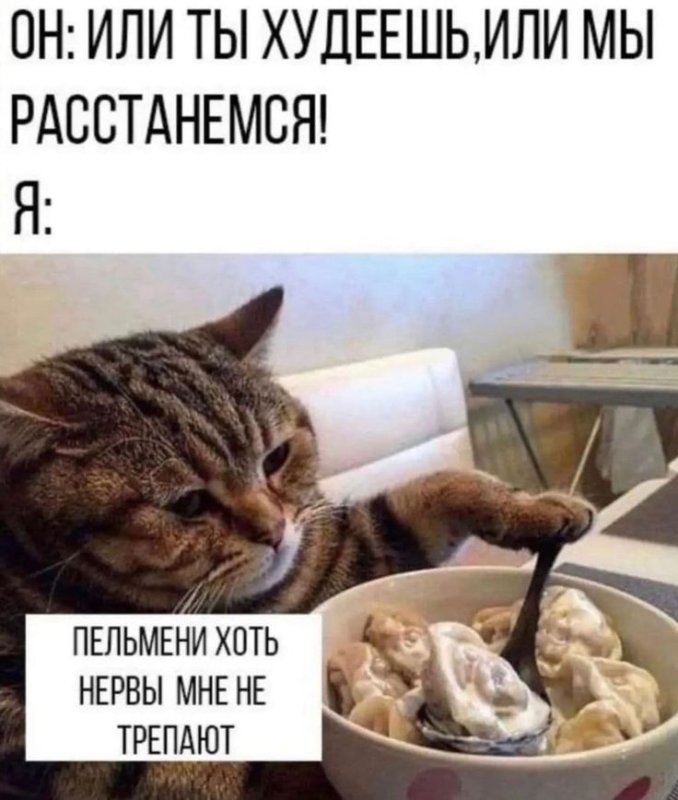 Пельмени мемы с котом