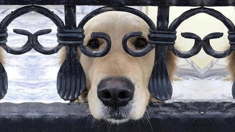 Прикольные отверстия в заборе для собак