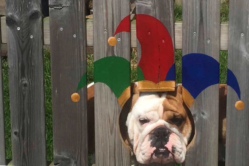 Дырки в заборе для собак