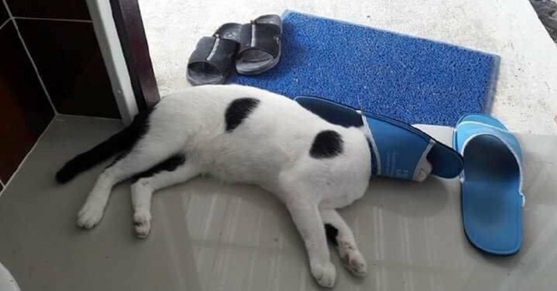 Кот проиграл тапку