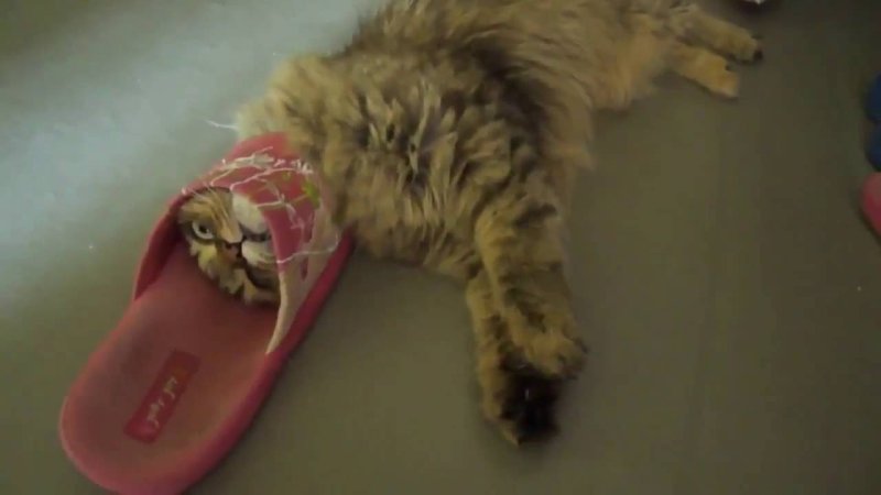 Кот с тапочком