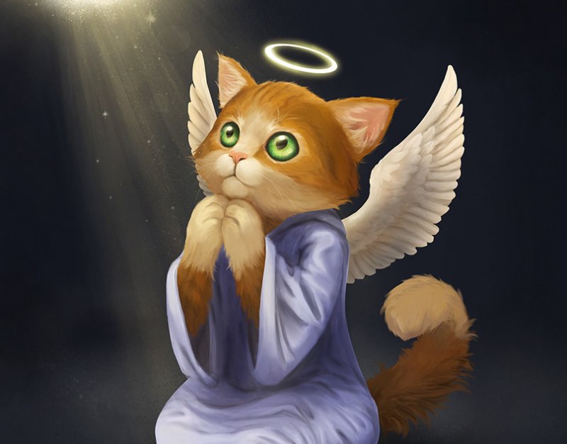 Кот с крыльями