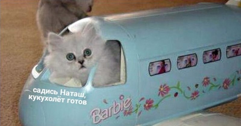 Котик прилетел на самолете