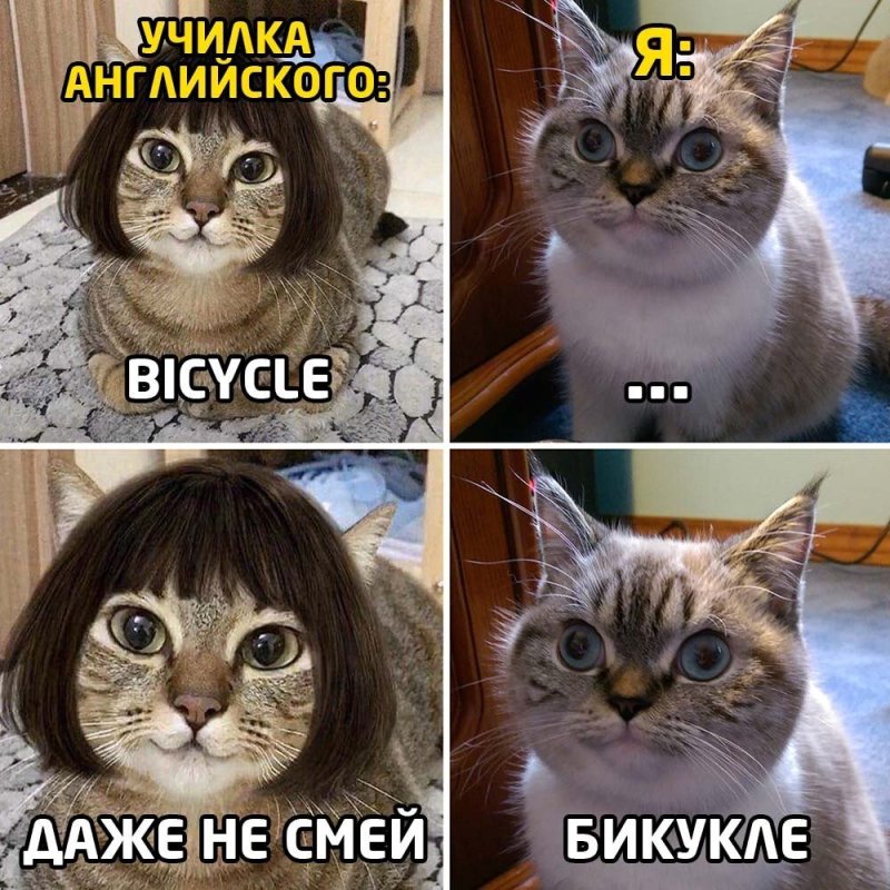 Кот Мем