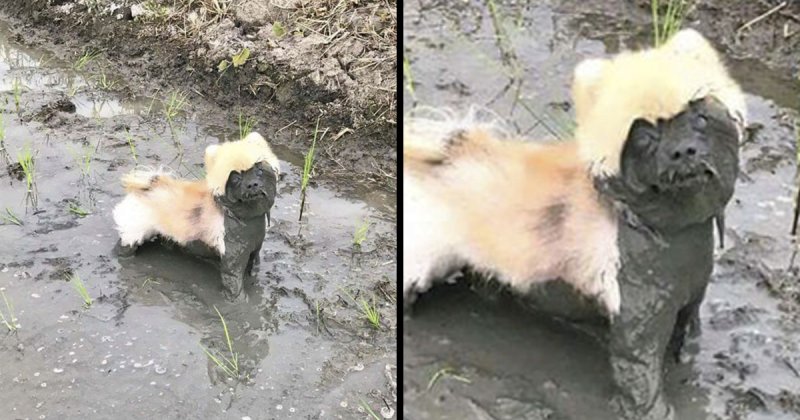 Шпиц в луже