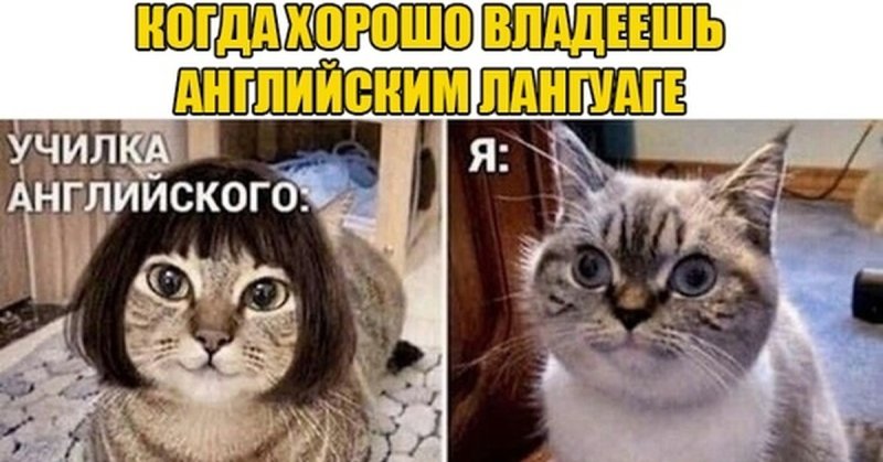 Мем с котами английский