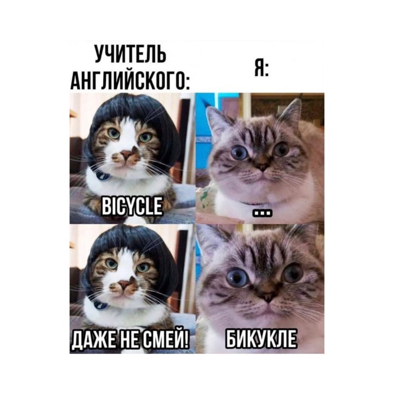 Мем бикукле с котом