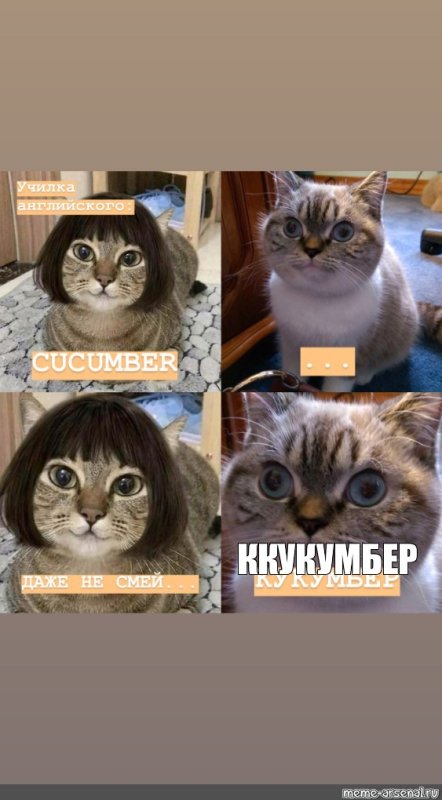 Мемы про котов