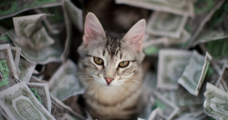 Крутые кошки