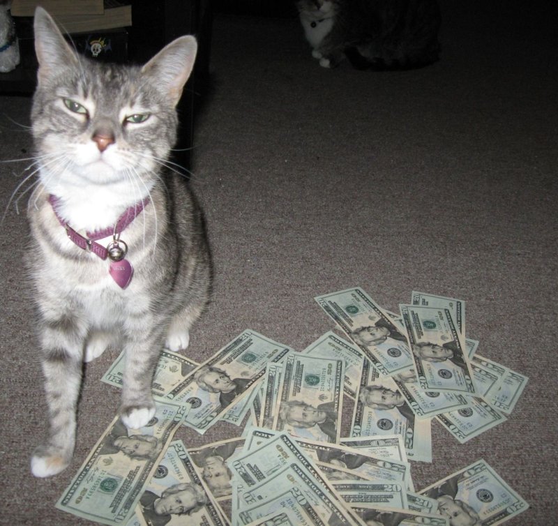 Денежный котик