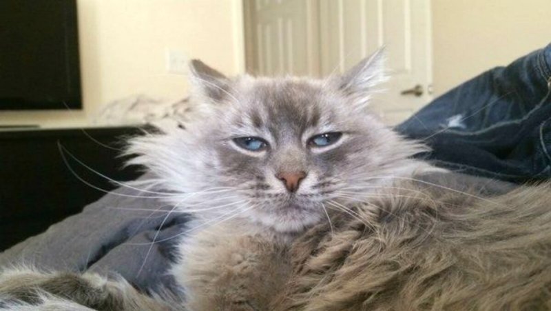 Кота разбудили