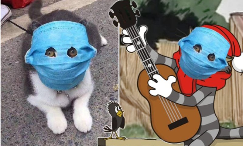 Кот гитарист