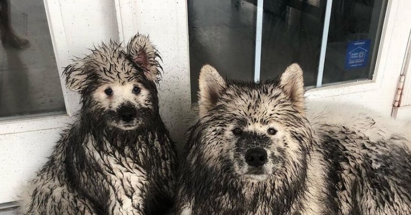 Самоед грязный