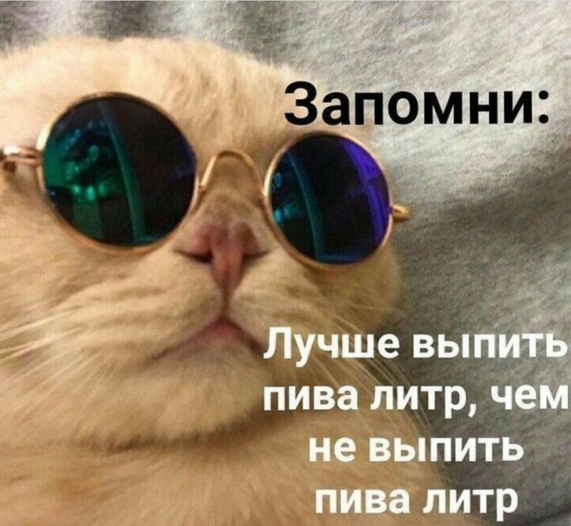 Кот в очках