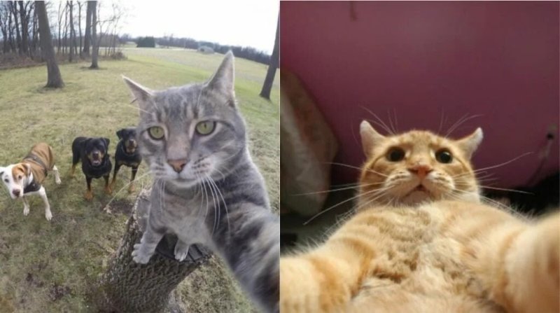 Селфи рыжих котов