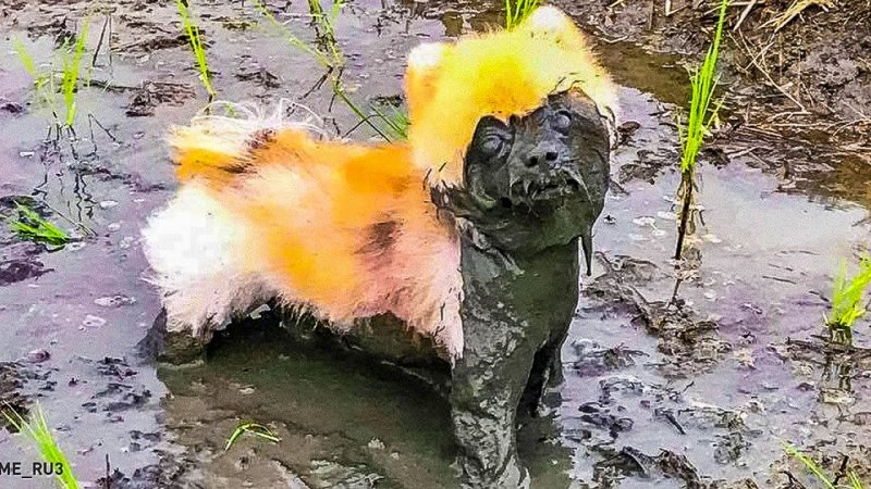 Собака в луже