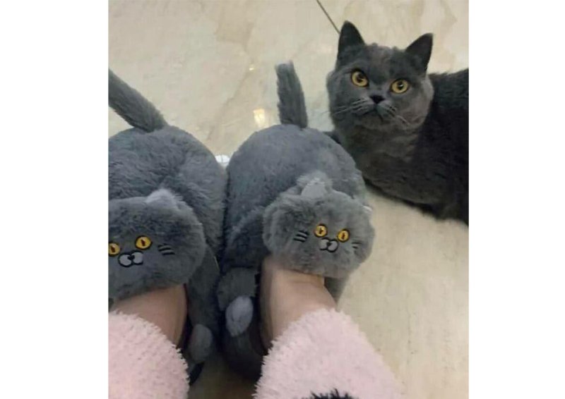 Кот и тапок