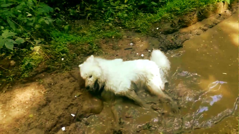 Самоед мокрый