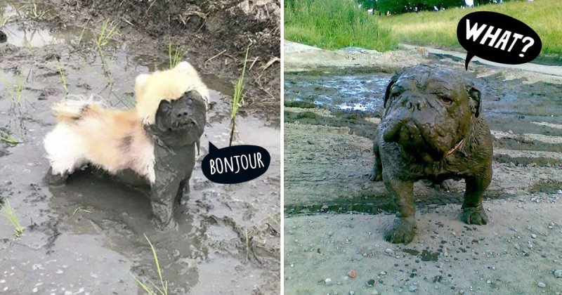 Шпиц в грязи