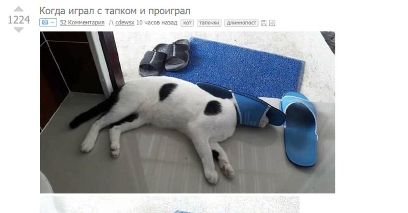 Кот играл с тапком и проиграл