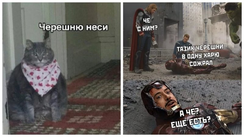 Неси черешню кот Мем оригинал