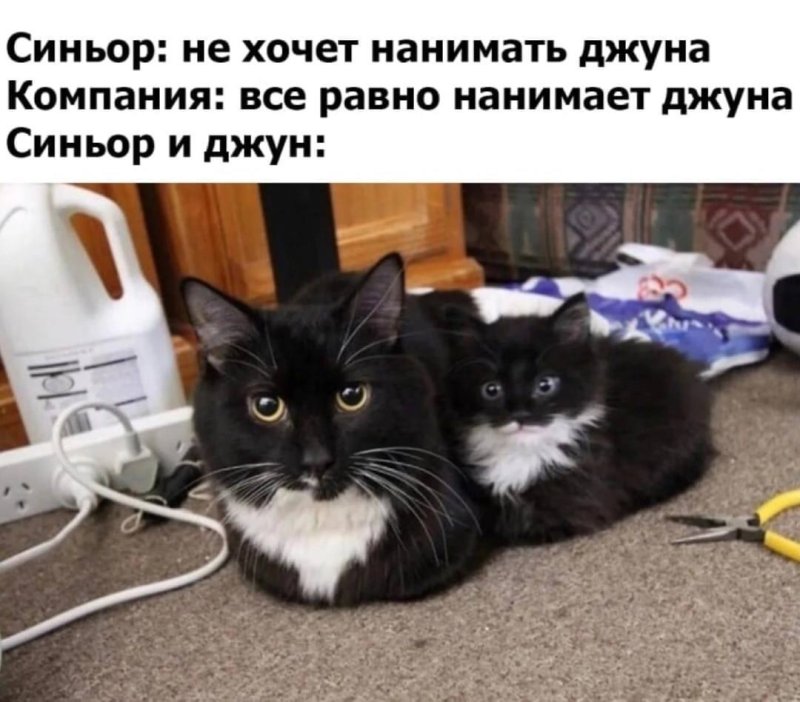 Мемы с кошками