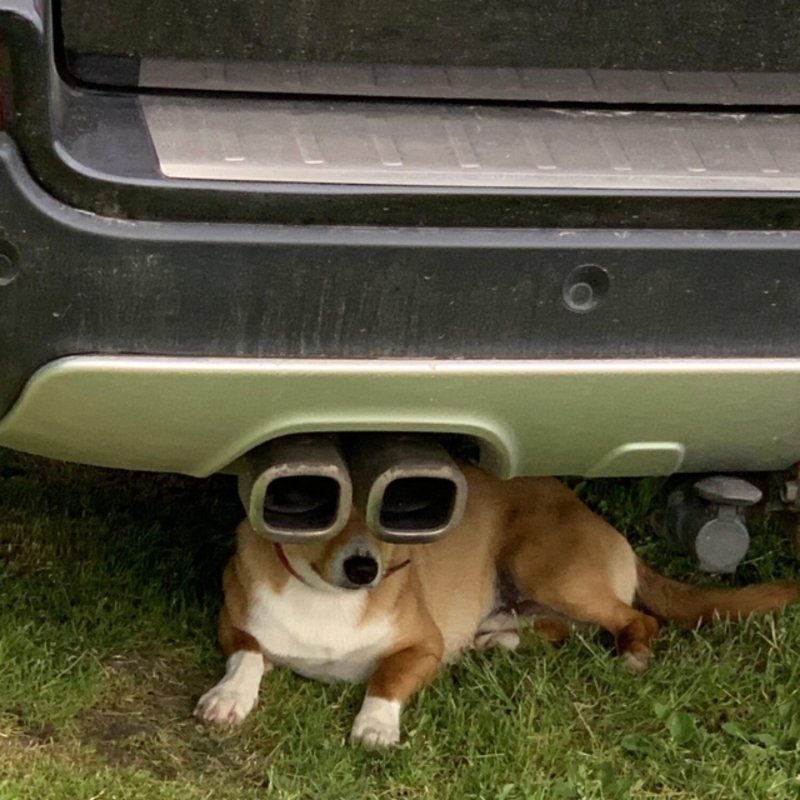 Пса автомобиль