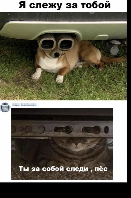 Мемы с собаками