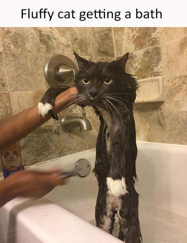 Кот в ванной