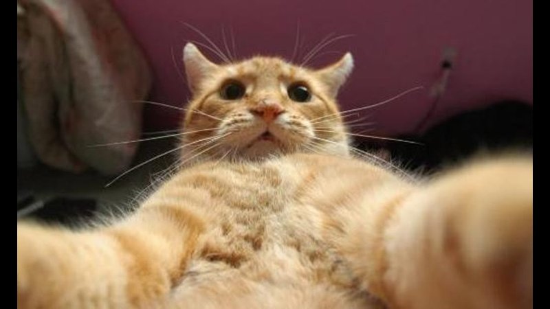 Кот селфи