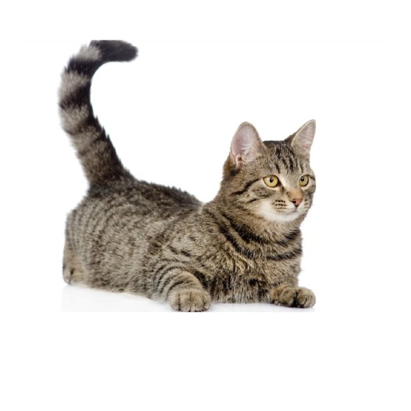 Котейка с пистолетом