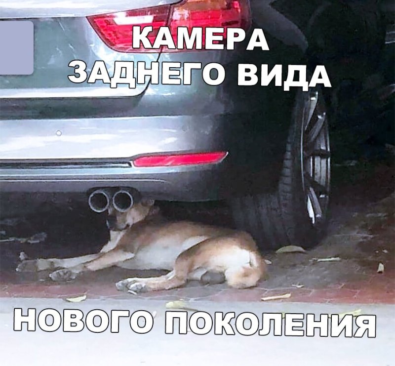 Глушитель для собак