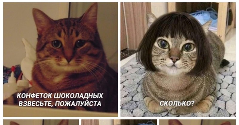 Котик с париком каре