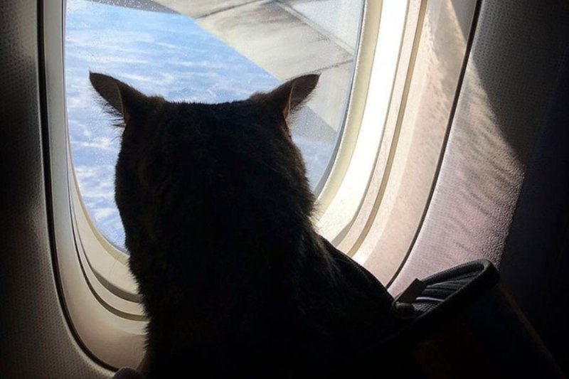 Аэрофлот и кошки