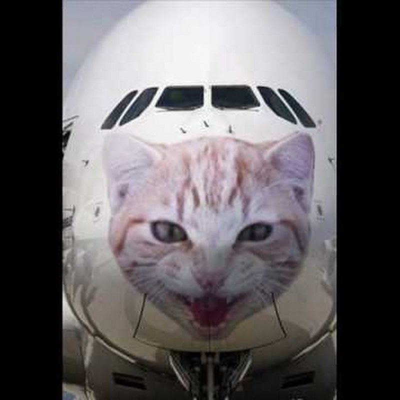 Коты в самолете