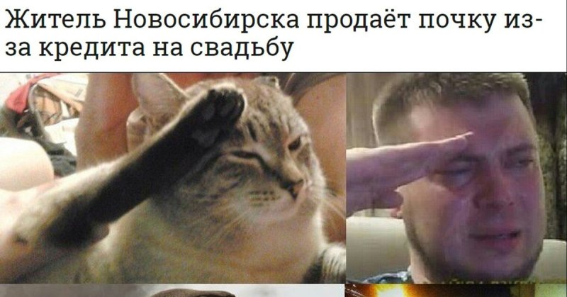 Кот отдает честь
